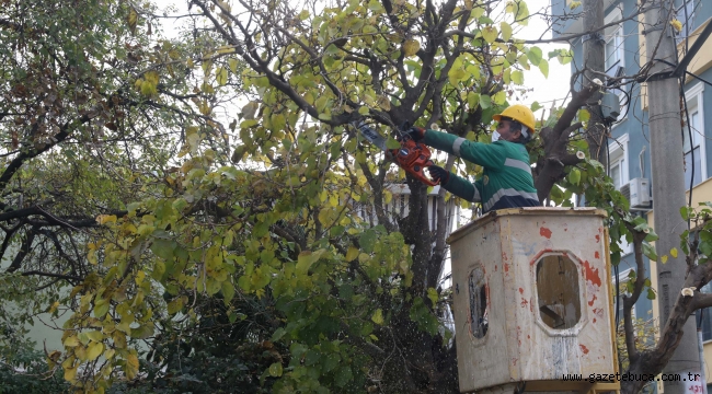 Buca'nın ağaçlarına kışlık önlem