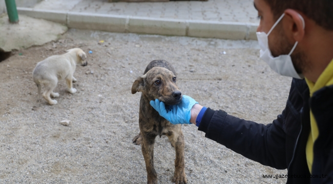 Bucalılar pandemi sürecinde de can dostlarımıza şefkat elini uzattı
