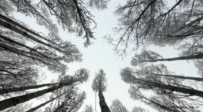 Doğu Anadolu'da dondurucu soğuklar etkili oluyor
