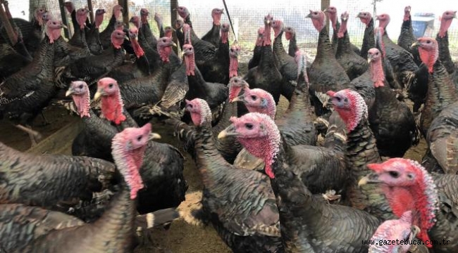 Yılbaşı öncesi hindiye talep arttı