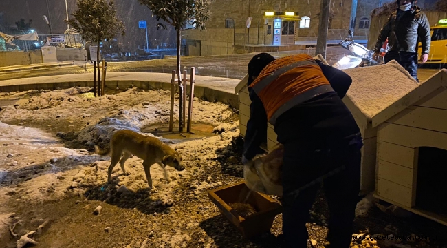 Buca Belediyesi, soğuk havalarda minik dostlarını unutmadı