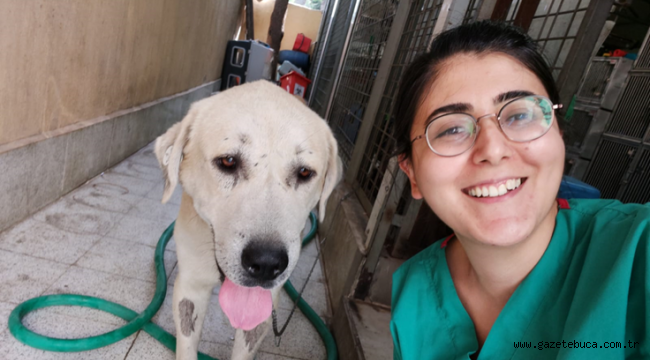 ​Umut kesilen köpeği Büyükşehir veterinerleri hayata döndürdü