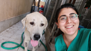 Umut kesilen köpeği Büyükşehir veterinerleri hayata döndürdü