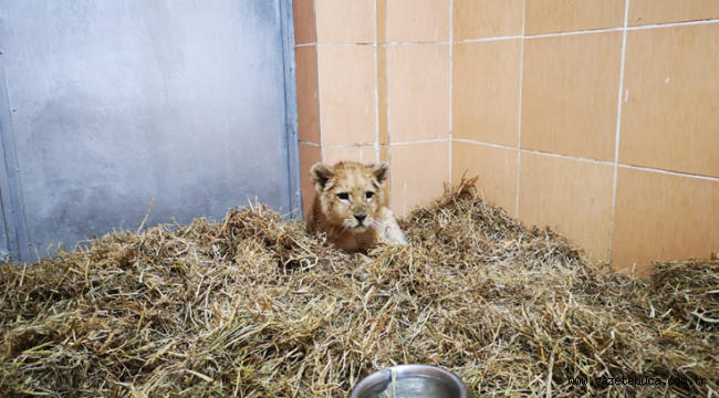 Yavru aslan kafesten Doğal Yaşam Parkı'na