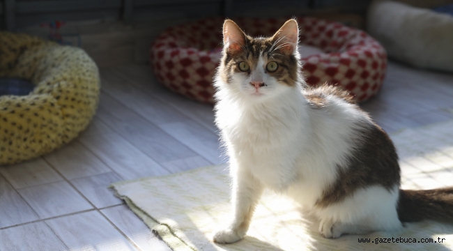   Buca Belediyesi kedileri yazın susuz kışın yuvasız bırakmadı