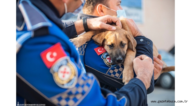Büyükşehir can dostlar için çalışıyor
