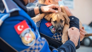 Büyükşehir can dostlar için çalışıyor