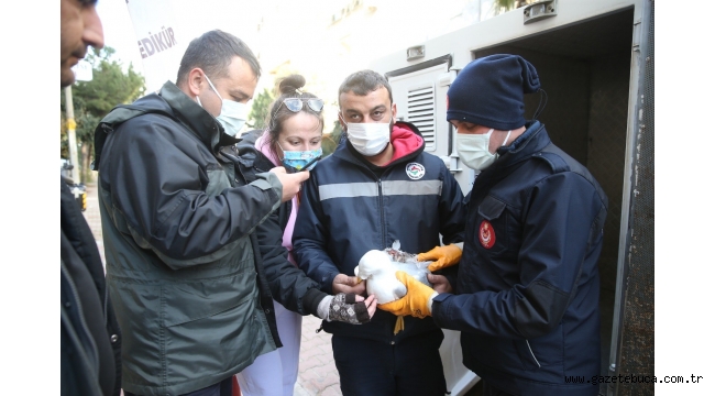 Karşıyaka'da Martı Operasyonu