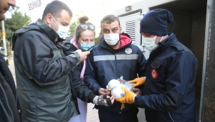 Karşıyaka'da Martı Operasyonu