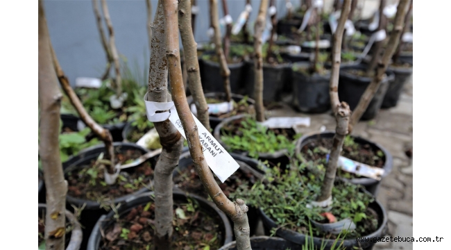 Buca Belediyesi'nden üreticiye 13 çeşit meyve fidanı