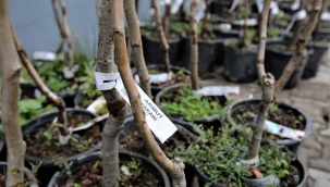 Buca Belediyesi'nden üreticiye 13 çeşit meyve fidanı