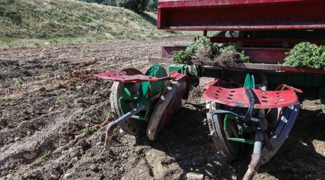 Bilye kekik Buca'nın kırsalını çeşitlendirecek