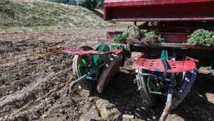 Bilye kekik Buca'nın kırsalını çeşitlendirecek
