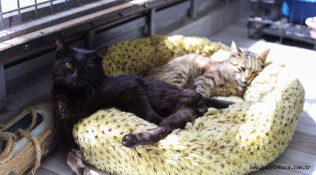 Deprem mağduru Beyaz, Engelli Kedi Evi'nde yaşama tutundu