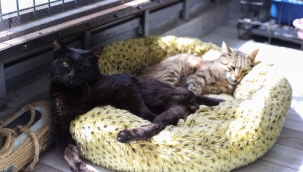 Deprem mağduru Beyaz, Engelli Kedi Evi'nde yaşama tutundu