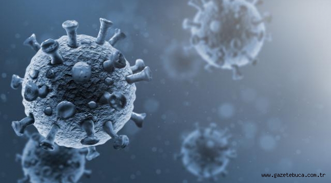 Malezya'da köpekten insana geçebilen koronavirüs türü tespit edildi