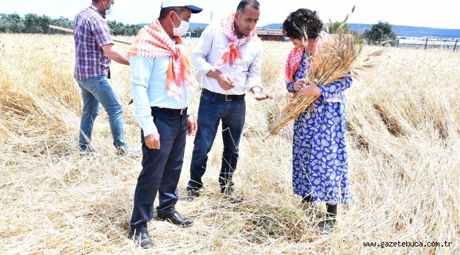 Başkan Soyer'in Menderesli üreticilere verdiği karakılçık tohumunun ilk hasadı yapıldı
