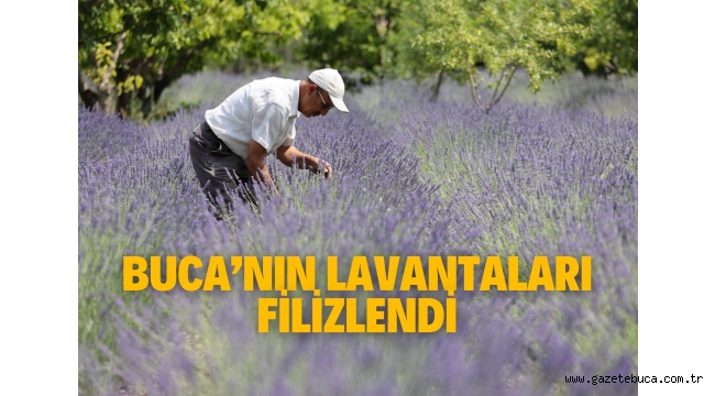 Buca'nın lavantaları filizlendi