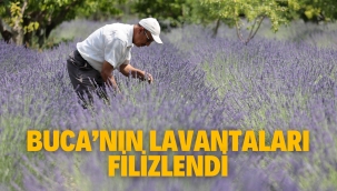 Buca'nın lavantaları filizlendi