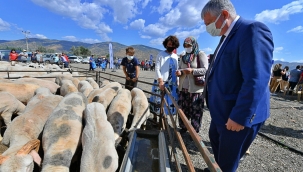 İzmir Büyükşehir Belediyesi hayvancılığa desteğini sürdürüyor