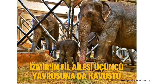 İzmir'in fil ailesi üçüncü yavrusuna da kavuştu