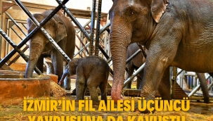 İzmir'in fil ailesi üçüncü yavrusuna da kavuştu