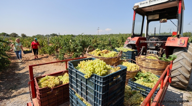 Buca bağlarından sofralara üzüm bereketi