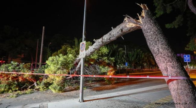 İzmir'de ağaç devrildi: Tramvay seferleri durdu