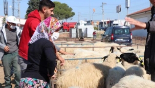 İzmir'de üreticilere küçükbaş hayvan desteği