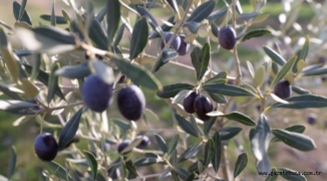 Buca'nın zeytinliklerinden öğrencilere burs