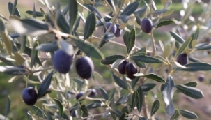 Buca'nın zeytinliklerinden öğrencilere burs