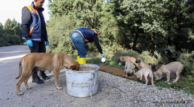 Buca'da kırsaldaki can dostlarına mama desteği