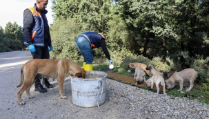 Buca'da kırsaldaki can dostlarına mama desteği