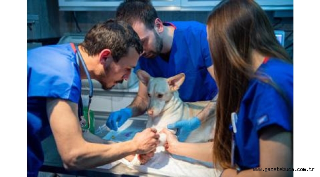 İzmir'de sahipsiz sokak köpekleri için rehabilitasyon hizmeti başladı