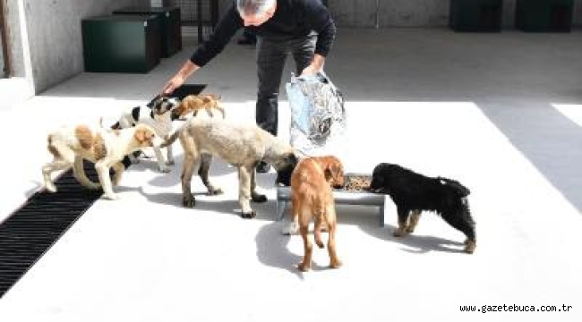 Pako Sokak Hayvanları Sosyal Yaşam Kampüsü 30 Nisan'da açılıyor