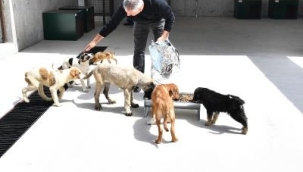 Pako Sokak Hayvanları Sosyal Yaşam Kampüsü 30 Nisan'da açılıyor