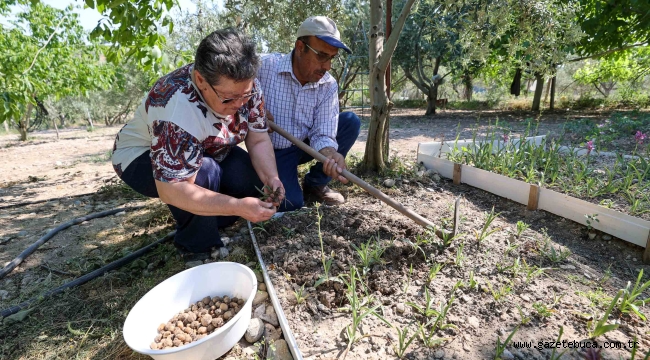 Buca'da salep bereketi