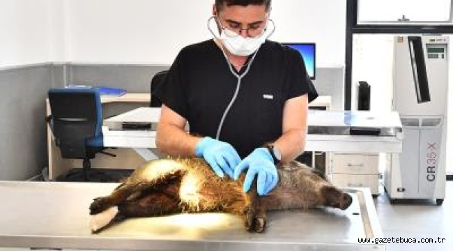 Yaralı yavru domuz tedavi altında