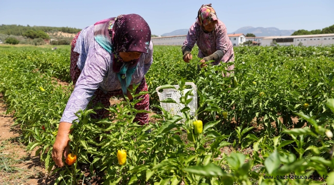Buca'da üreticinin ilk hasat coşkusu