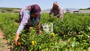 Buca'da üreticinin ilk hasat coşkusu