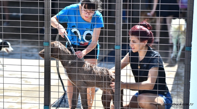 İzmir'de Hayvanseverler Pako'daki can dostlarla buluştu Patilere el verdiler