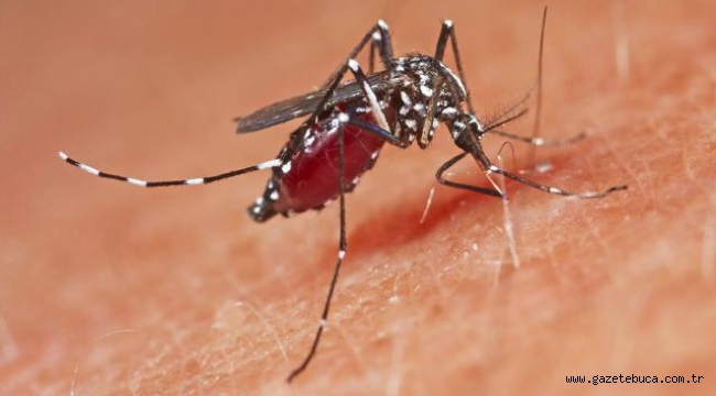 Sağlık Bakanlığı'ndan sivrisineklere karşı korunma rehberi