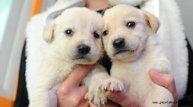 Evcil hayvanları kayıt altına almak için son başvuru 31 Aralık