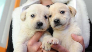 Evcil hayvanları kayıt altına almak için son başvuru 31 Aralık