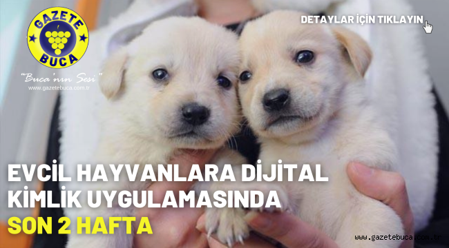 Evcil hayvanlara dijital kimlik uygulamasında son 2 hafta