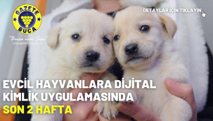 Evcil hayvanlara dijital kimlik uygulamasında son 2 hafta