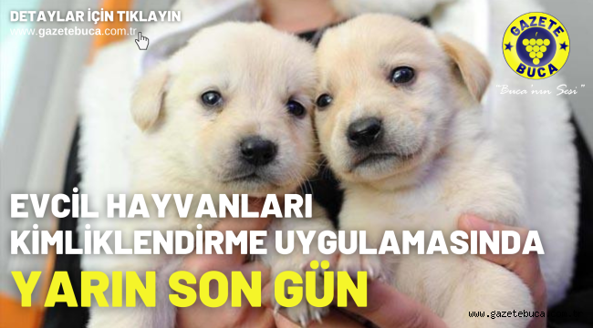Evcil hayvanları kimliklendirme uygulamasında yarın son gün