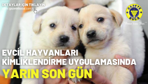 Evcil hayvanları kimliklendirme uygulamasında yarın son gün