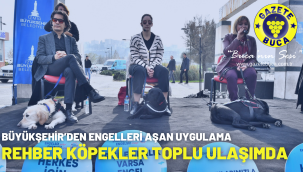 Rehber köpekler toplu ulaşımda