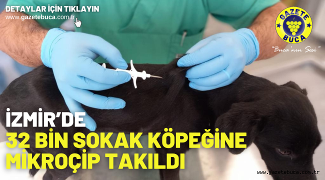 İzmir'de 32 bin sokak köpeğine mikroçip takıldı